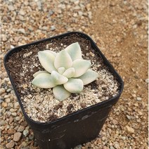 [다육]살구미인금