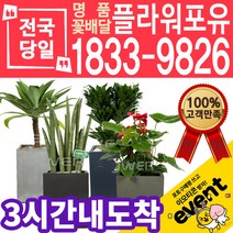 실내공기정화식물 식당 개업축하선물 미세먼지 공기청정 키우기쉬운식물 플랜테리어 아레카야자 안시리움 몬스테라 고무나무 선물용 고급승진화분, (선택81)크루시아