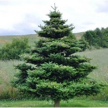 묘목/모종 구상나무 수고120cm RR082