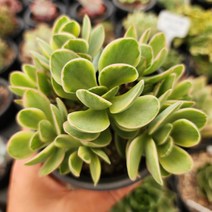 내맘대로골라 예쁜 다육이, 머니메이커금, 1개