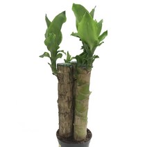 황금죽-행운목/황금죽/공기정화식물/관엽식물, 1개