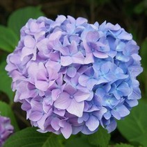 신품종 지속개화수국 4종 모음 텔러블루 슈퍼볼로즈 샘퍼블루 샘퍼화이트 17cm 포트 엔들레스썸머 노지월동