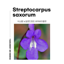 모두의 방주 스트렙토카르푸스 삭소롬 아프리칸바이올렛 바위바이올렛 삭소름 뉴질랜드앵초 모종 화분, 1개