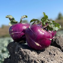 자연진리 아삭아삭 제주콜라비, 5kg, 1개