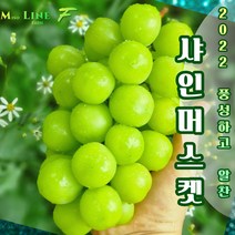 산지직송 프리미엄 고당도 샤인머스켓 가정용 선물용, 알뜰형 1kg (2수)