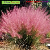 팝플라워 [씨앗] 환상적인 분위기 핑크뮬리 (퍼플뮬리 연자주색쥐꼬리새 15립