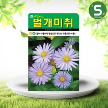 솔림텃밭몰 벌개미취씨앗 500립 벌개미취 꽃씨앗 꽃씨 야생화, 단품