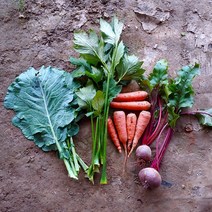 자연농법으로 재배한 비트(잎없음) 1kg, 유기농 비트(잎없음)1kg