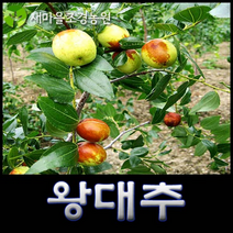 왕대추나무 왕대추나무묘목 대추나무묘목 과일나무 약나무 조경수, 1개