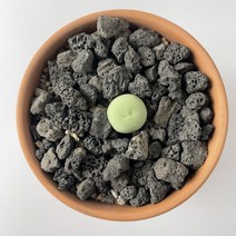 코노피튬칼큘러스 독일토분 검정화산석 칼큘러스 다요기 희귀다육이 다유기 전자파차단식물, 화이트세라믹, 1개