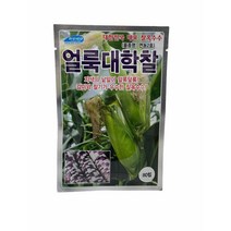 얼룩대학찰 옥수수 씨앗 80립
