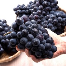 씨없는거봉 2kg(특) 국내산 고당도 포도, 2kg(특)4-5수