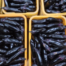 [한스푼푸드] 가지 3kg 5kg ﻿(상품) 노지가지 배송 수확 발송, 가지 3kg(상품)