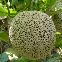 St푸른농원 달콤한 머스크메론 1수 2kg 공유하기 페이스북 트위터 닫기