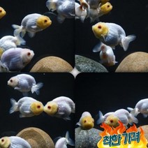 금붕어 백난주 6cm 전후 1마리 열대어난주