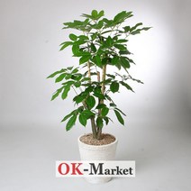 대엽홍콩 관엽식물/공기정화식물/취임/축하/결혼/승진/개업/이사/전시회/스승의날/기념, 특급