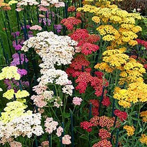 [초화]톱풀(야로우)-썸머 파스텔 혼합[다년생]