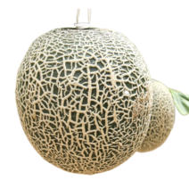 Melon 고당도 머스크멜론 허니듀멜론, 허니듀멜론(미국산), 허니듀멜론 2수(개당 2kg 내외)