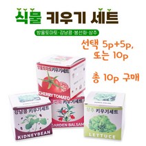 쉬운 식물키우기 재배 키트 방울토마토 강낭콩 봉선화 상추 취미 학습용, 강낭콩5p+봉선화5p