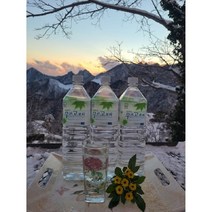 청정지역 울릉도 산천초목의 우산고로쇠, 12병
