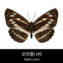 쏘마줄나비표본 Neptis soma