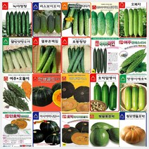 오이 여주 호박 씨앗 모음, A-호동청장 오이 씨앗 500립