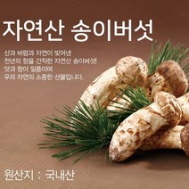 22년 9월 수확 양양 자연산 송이(냉동) 버섯, 생자연송이/(특품2), 500g