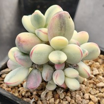 방울복랑금(1-3)722