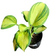 컬러 비비추 구근식물 포트 호스타 무늬 비비추 야생화 식물, 1개