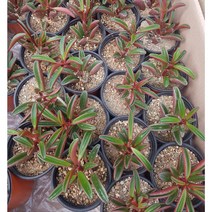 행복한꽃순이//홍페페, 20개