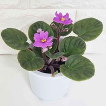바이올렛 꽃 키우기 실내인테리어식물 관엽식물 아프리칸바이올렛, 본상품선택