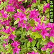 철쭉 특선 1단 5주 백철쭉 자산홍 산철쭉 영산홍 왜성철쭉 홍황철쭉, 8. 홍황철쭉 H0.3m 분묘 1단5주