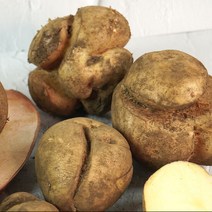[더조은] 제주 구좌 못난이 파지 감자 10kg (특-왕특품), 단품