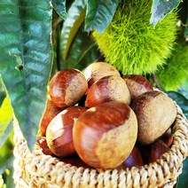 공주 밤 홀라당벗겨지는 포르단밤 (특) 칼집밤, 포르단밤 (특) 3kg (칼집밤)