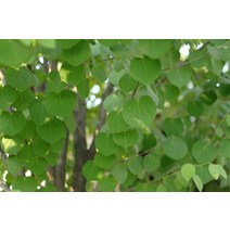 묘목/ 계수나무/실생1년/20주 kk1381, 주