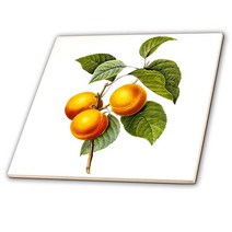3dRose ct_106849_3 Redoute 빈티지 수채화 과일 살구-복숭아 자두나무 Sp-세라믹 타일 20.3cm
