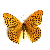 나비 표본 곤충 인형 생산 매력 홈 장식 액세서리 거실 컬렉션 아트, 22 22