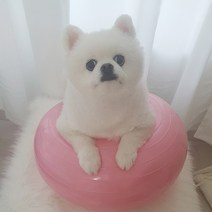 강아지 도넛 짐볼 운동기구/슬개골 탈구 예방/애견 훈련, 퍼플