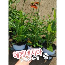 에케네시아-중 3개 6개/노지월동 최강 다년초 에키네시아, 6개