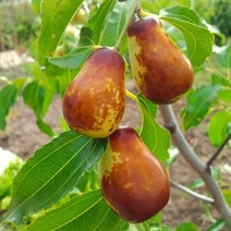 대추나무묘목 / 용대추 (왜성으로 자람) 높은당도 분재나 정원수에 / 접목1년생 FT146, 1개