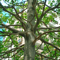 후박나무 묘목 (타부 후박피나무) 남부수종 관상수 / 삽2년 2주묶음 MT49-1