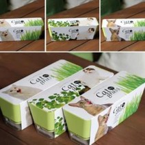 키우기쉬운 고양이풀 캣닢 재배 투톤화분 세트, 귀리