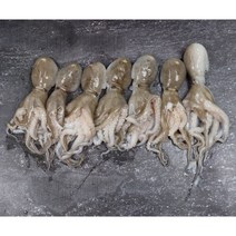 에바다 제철맞은 쫀득쫀득 서해안 서천어부 쭈꾸미 1kg, 단품없음