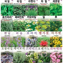 각종 허브 씨앗 모음 바질 라벤더 로즈마리 페퍼민트 카모마일 타임 씨 종자 모음, 로즈마리 70립