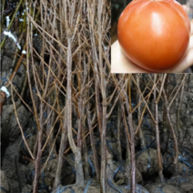 (D소망)태추단감나무묘목(접목2년)(분) 1그루