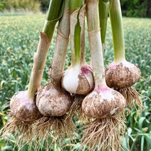 산지직송 충남 서산 전병호님의 난지형 햇 통마늘 10kg (특대), 단품없음