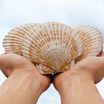 대왕 큰 참가리비 캠핑조개구이 1kg