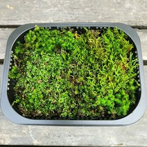 테라리움 이끼 박스(랜덤)/비바리움 팔루다리움 식물 재료DIY, 1개