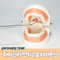 구강 양치 교육 학교 수업자료 교사 실습 치아모형