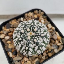 [메카다육]65-0821 슈퍼투구(실생 선인장)화분포함 다육식물